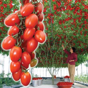 Octopus is a real tomato tree with a giant harvest