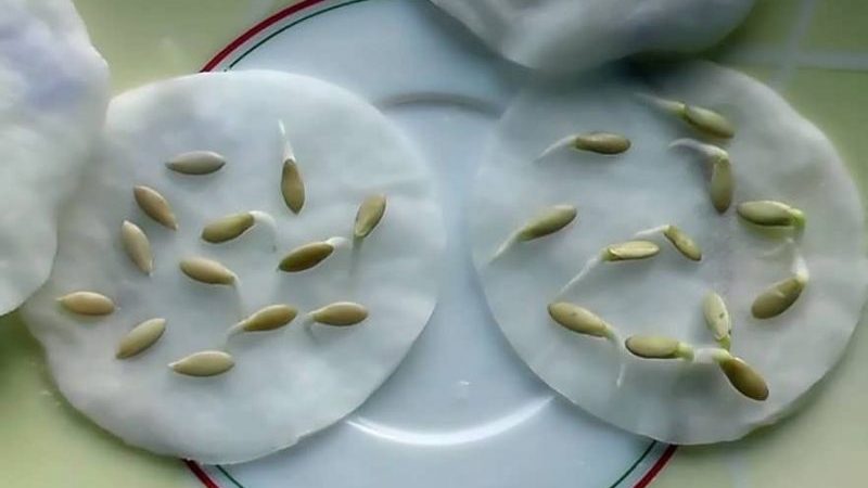 How to properly prepare cucumber seeds for sowing in a greenhouse and open field