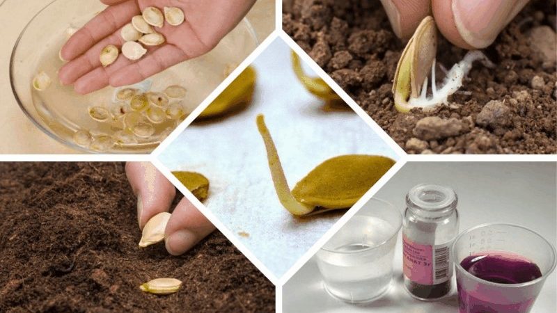 How to properly prepare cucumber seeds for sowing in a greenhouse and open field