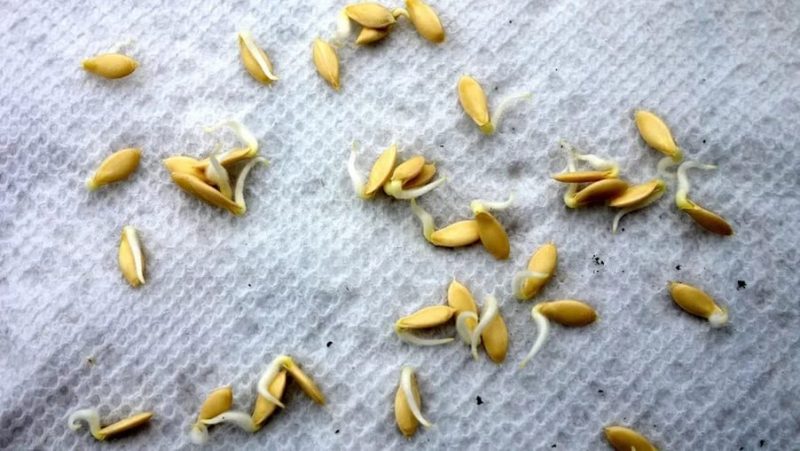 How to properly prepare cucumber seeds for sowing in a greenhouse and open field