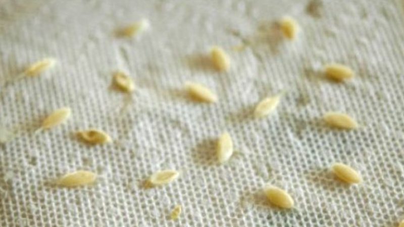 How to properly prepare cucumber seeds for sowing in a greenhouse and open field