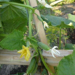 The cucumber that has conquered the hearts of many farmers - The very perfect f1 for greenhouses and open field
