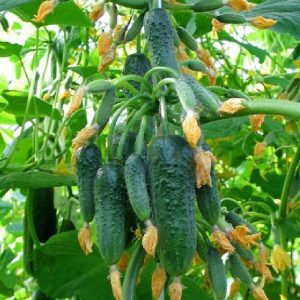 The cucumber that has conquered the hearts of many farmers - The very perfect f1 for greenhouses and open field