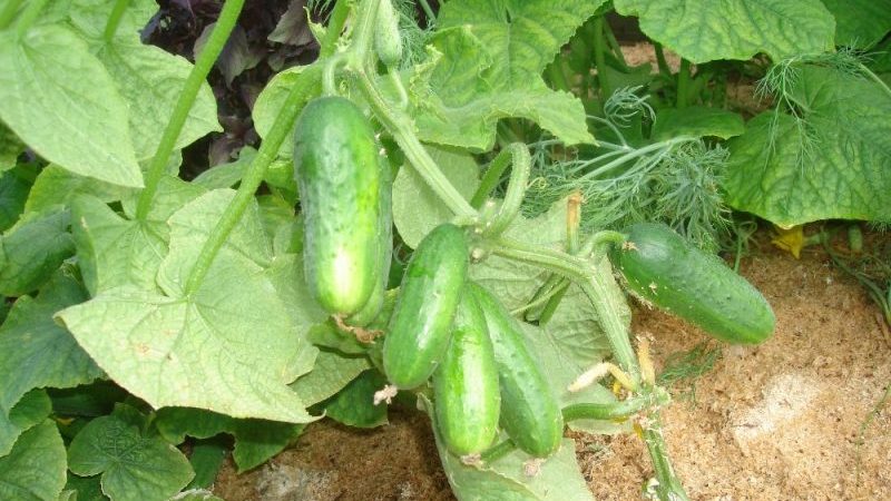 The cucumber that has conquered the hearts of many farmers - The very perfect f1 for greenhouses and open field