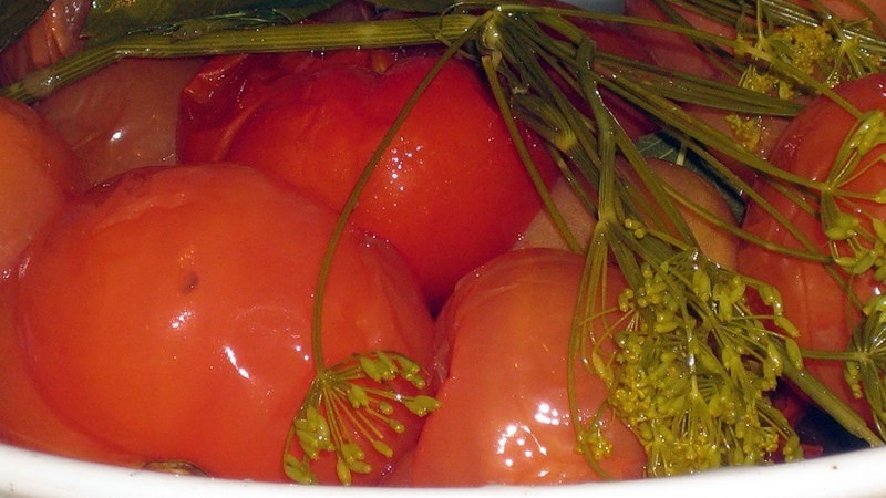 The most delicious and simple recipes for pickling tomatoes in a bucket: we make excellent preparations for the winter