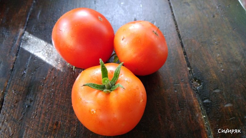 Persistent and not capricious in care, tomato Sibiryak is ideal for growing in regions with a harsh climate