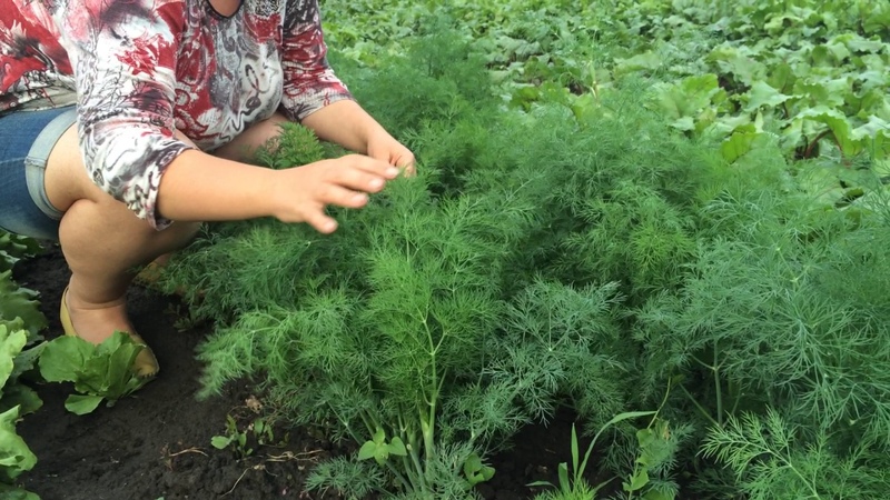 How much dill grows in the open field and how to speed up the process