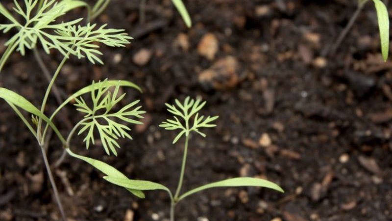 How much dill grows in the open field and how to speed up the process