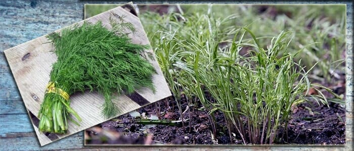 How much dill grows in the open field and how to speed up the process