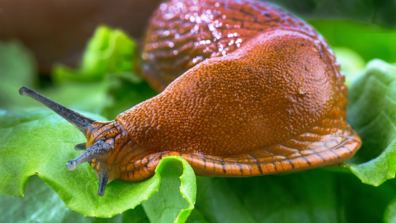 Quick and effective pest control - pepper slugs: how to spot and get rid of the problem