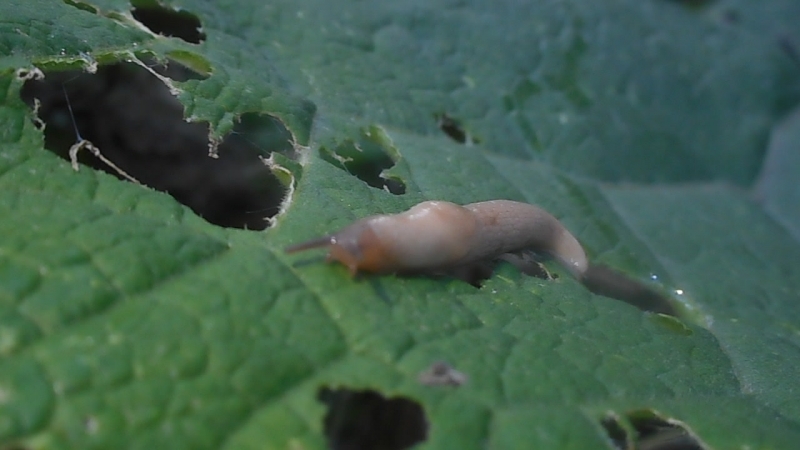 Quick and effective pest control - pepper slugs: how to spot and get rid of the problem