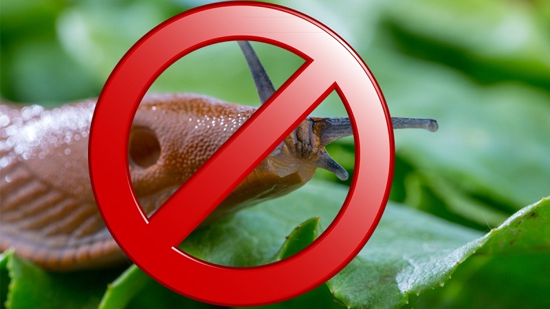 Quick and effective pest control - pepper slugs: how to spot and get rid of the problem