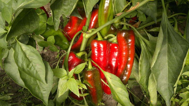 Quick and effective pest control - pepper slugs: how to spot and get rid of the problem