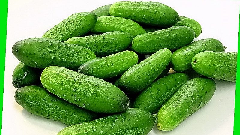 Pickled cucumbers Nizhinsky, loved by gardeners for the ease of growing, excellent taste and aroma
