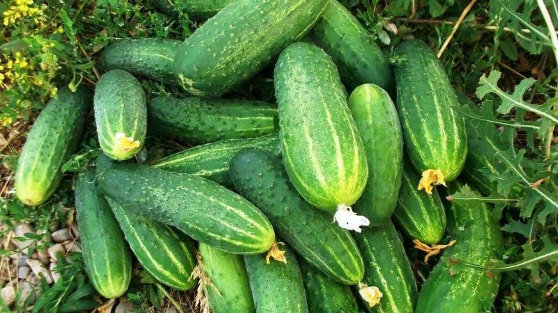 A popular among summer residents, the Phoenix cucumber variety with a high yield and excellent taste