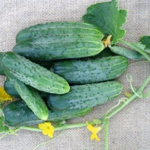A popular among summer residents, the Phoenix cucumber variety with a high yield and excellent taste