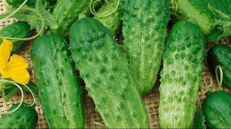 A popular among summer residents, the Phoenix cucumber variety with a high yield and excellent taste
