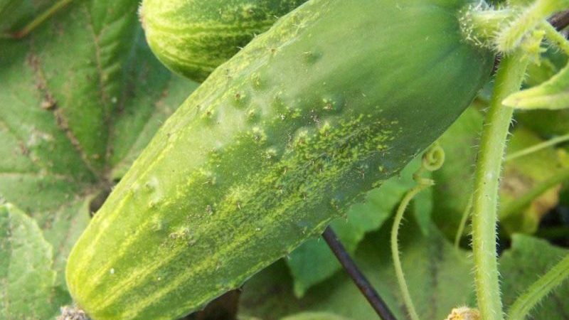 A popular among summer residents, the Phoenix cucumber variety with a high yield and excellent taste