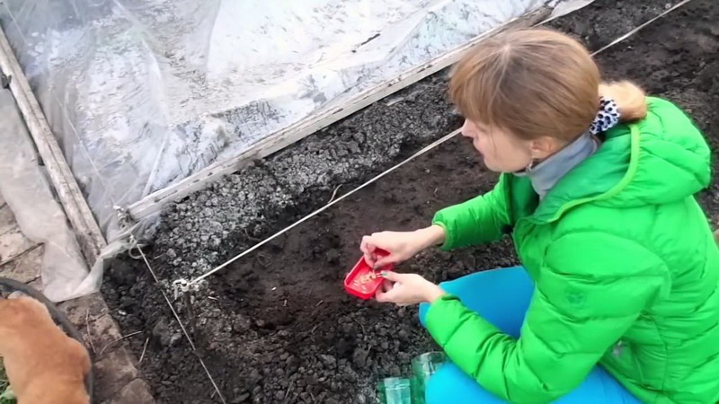 Cucumber variety Crane from Crimean breeders for growing in warm climates