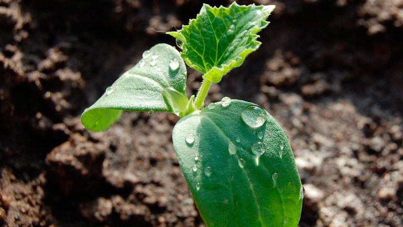 Cucumber variety Crane from Crimean breeders for growing in warm climates