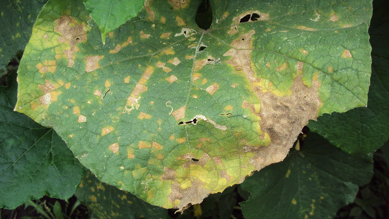 Cucumber variety Crane from Crimean breeders for growing in warm climates