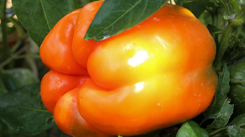 Pepper variety Big Mom with juicy sweet orange-colored fruits: we grow easily on our site