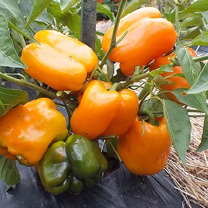 Pepper variety Big Mom with juicy sweet orange-colored fruits: we grow easily on our site