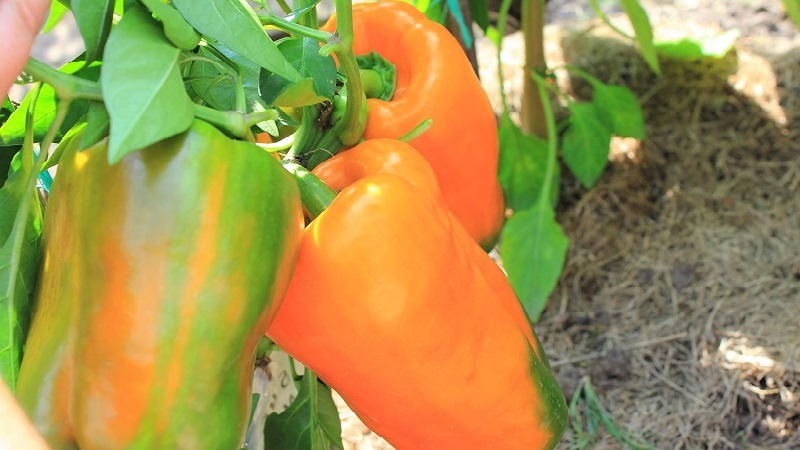 Pepper variety Big Mama with juicy sweet orange fruits: we grow easily on our site