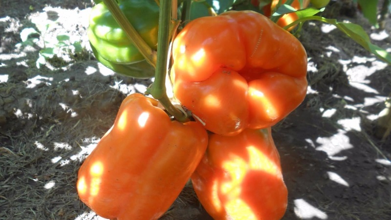 Pepper variety Big Mama with juicy sweet orange fruits: we grow easily on our site