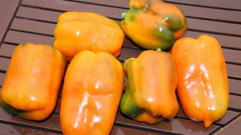 Pepper variety Big Mama with juicy sweet orange fruits: we grow easily on our site