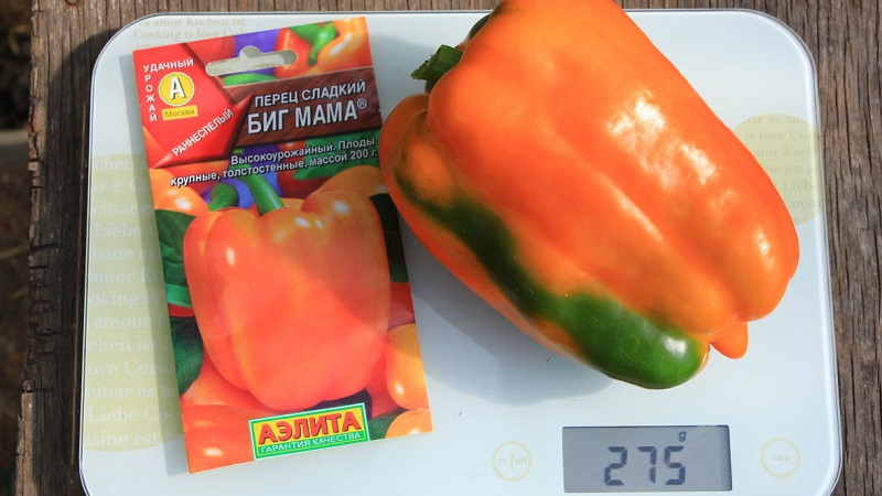 Pepper variety Big Mom with juicy sweet orange-colored fruits: we grow easily on our site