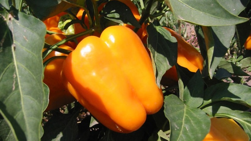 Pepper variety Big Mama with juicy sweet orange fruits: we grow easily on our site