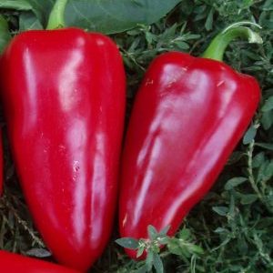 Why gardeners love the Bogatyr pepper variety so much and how to grow it correctly