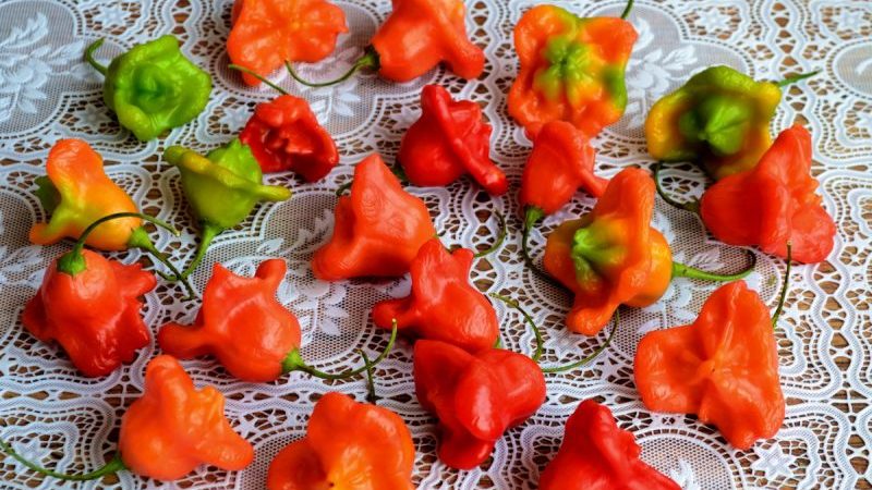 Combining opposite tastes and a flower-like amazing variety of bell peppers