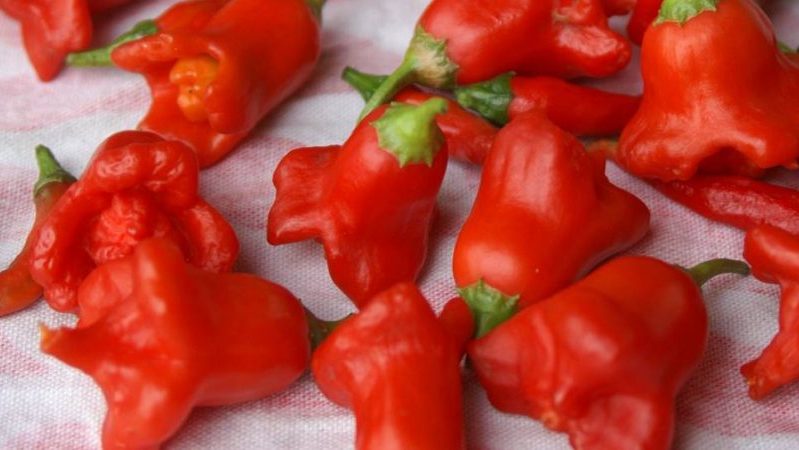 Combining opposite tastes and a flower-like amazing variety of bell peppers