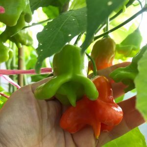 Combining opposite tastes and a flower-like amazing variety of bell peppers