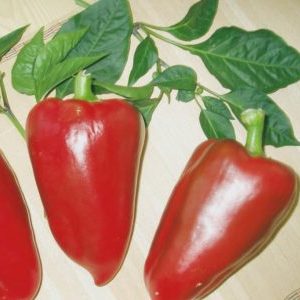 Juicy and fragrant Siberian Prince pepper: overview, instructions for growing, pros and cons