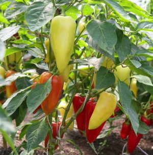 Juicy and fragrant Siberian Prince pepper: overview, instructions for growing, pros and cons