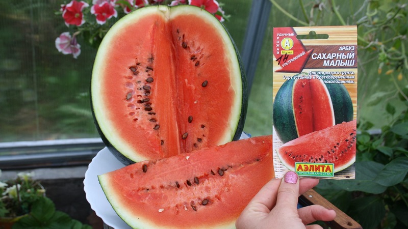 A variety suitable for growing even in the northern regions of the country - watermelon Sugar baby