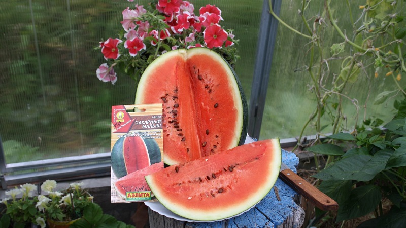 A variety suitable for growing even in the northern regions of the country - watermelon Sugar baby