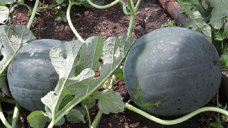 A variety suitable for growing even in the northern regions of the country - watermelon Sugar baby