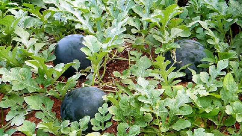 A variety suitable for growing even in the northern regions of the country - watermelon Sugar baby