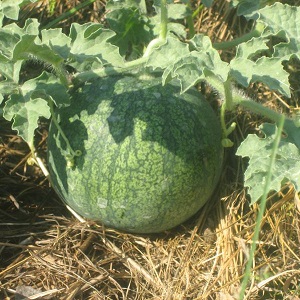 A variety suitable for growing even in the northern regions of the country - watermelon Sugar baby