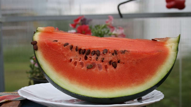 A variety suitable for growing even in the northern regions of the country - watermelon Sugar baby