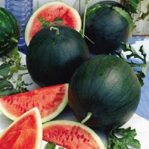 A variety suitable for growing even in the northern regions of the country - watermelon Sugar baby