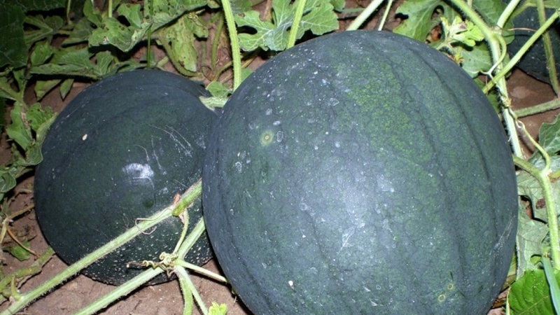 A variety suitable for growing even in the northern regions of the country - watermelon Sugar baby