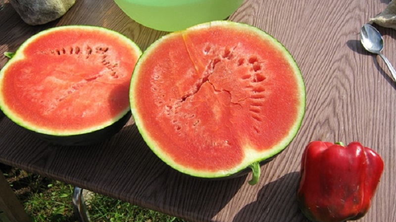 A variety suitable for growing even in the northern regions of the country - watermelon Sugar baby