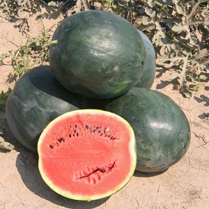 A variety suitable for growing even in the northern regions of the country - watermelon Sugar baby