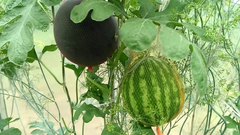 A variety suitable for growing even in the northern regions of the country - watermelon Sugar baby