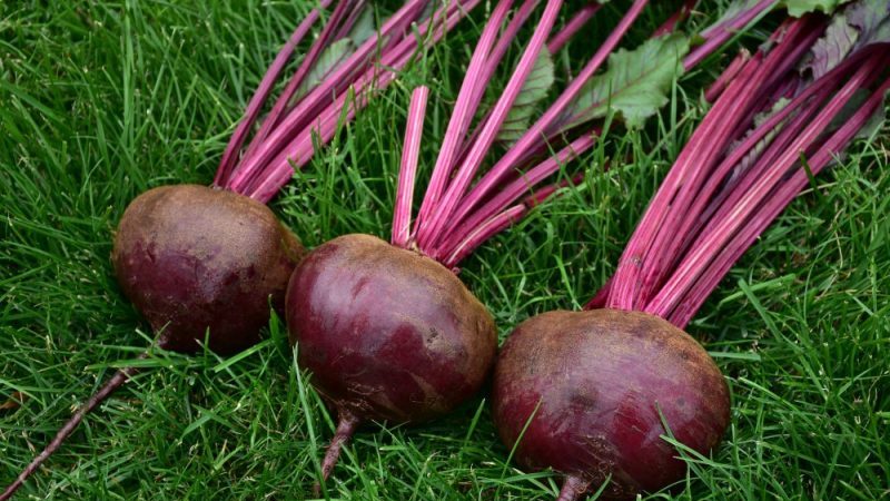 How to properly grow a wonderful Kestrel beet hybrid and how it differs from other species